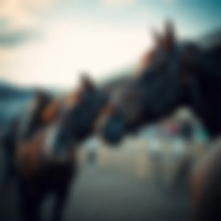 Beautiful horses ready for competition at Gwacheon