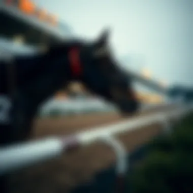 Exploring Real-time Data in Japanese Horse Racing Real-time data analysis in Japanese horse racing